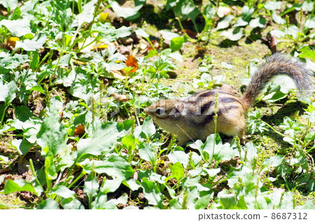 Chipmunk Chipmunk 8687312