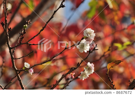 櫻花在秋天 8687672