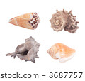 Seashells 8687757