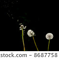 dandelions 8687758