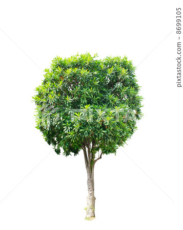 Suicide tree, Pong-pong, Othalanga Suicide tree, Pong-pong, Othalanga 8699105