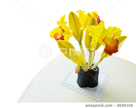 yellow orchid yellow orchid 8699109