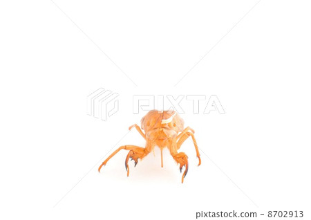 Cicada shell 8702913