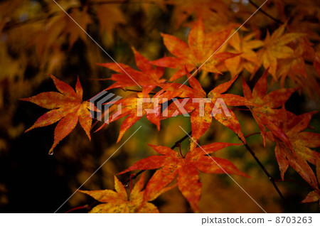 秋天的樹葉 秋天的樹葉 8703263