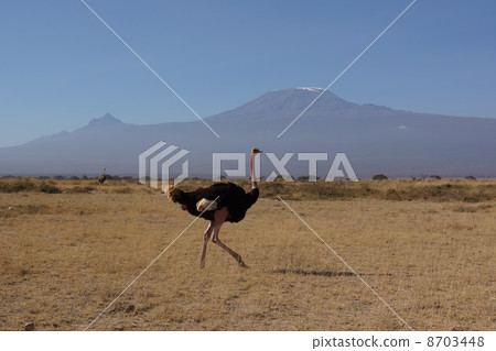Kenya ostrich 8703448