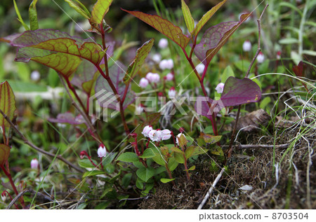 Akamono Akamono 8703504