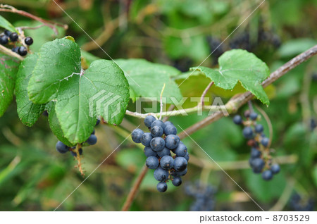 Evizur fruit 8703529