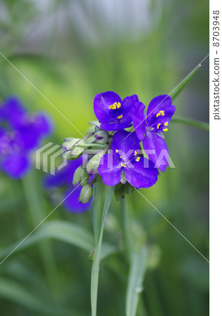  Spiderwort 8703948