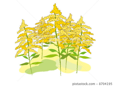 Ragweed Ragweed 8704195