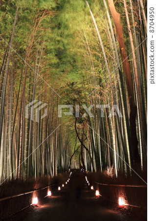 Arashiyama flower light path small bamboo forest 8704950