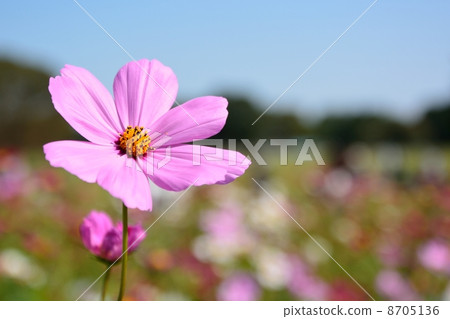 昭和紀念公園的起源 8705136