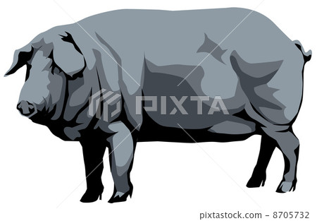 Iberian pig 8705732