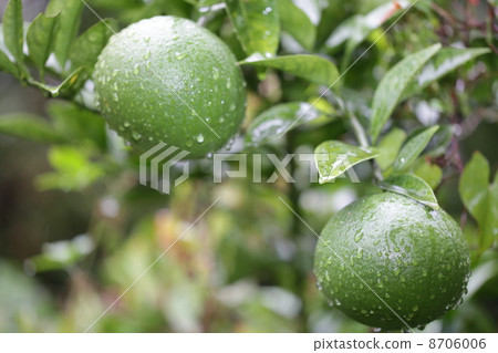 綠色的橘子濕雨 綠色的橘子濕雨 8706006