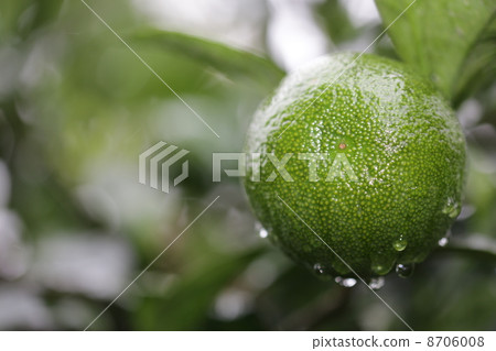 綠色的橘子濕雨 綠色的橘子濕雨 8706008