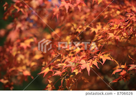 Maple autumn leaves Maple autumn leaves 8706026