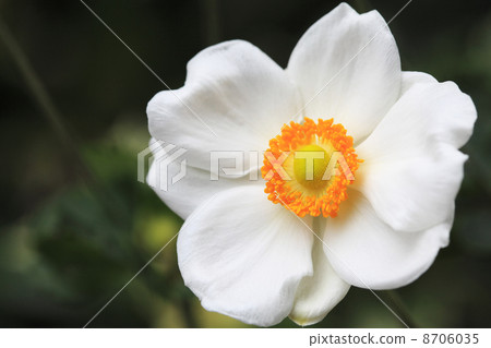 打破碗花花 8706035