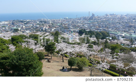 Kamene Park櫻花節 Kamene Park櫻花節 8709235