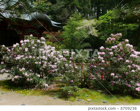 Hanazono Shrine Ishikusa 8709236