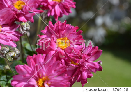 打破碗花花 打破碗花花 8709428