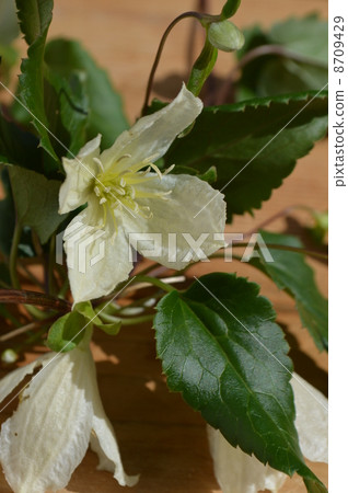 威靈仙 威靈仙 8709429