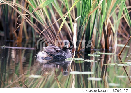 Parenting of Kaizuburi 8709457