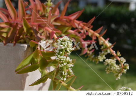 Succulent plant flowers 8709512