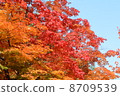 Autumn leaves 8709539