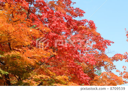 Autumn leaves 8709539