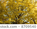Autumn leaves 8709540