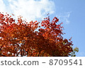 Autumn leaves 8709541