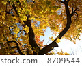 Autumn leaves 8709544