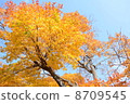 Autumn leaves 8709545