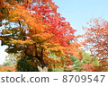 Autumn leaves 8709547