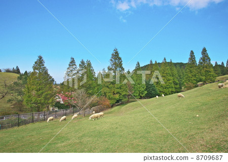 Sheep Sheep 8709687