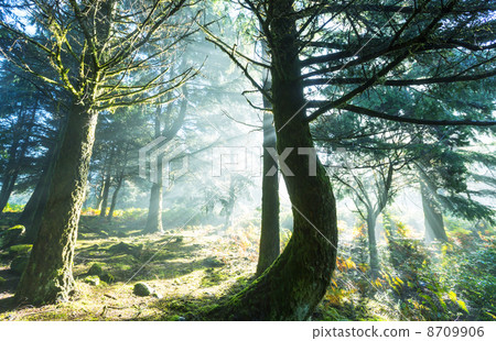 Fog in forest 8709906