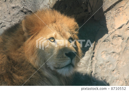 百獸之王的獅子 8710552