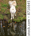 Wolf Brothers 8710845