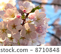 Sakura abroad 8710848