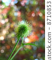 Flora plant 8710853