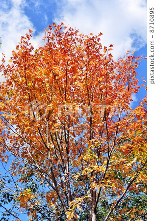 一棵大樹的黃色葉子 8710895