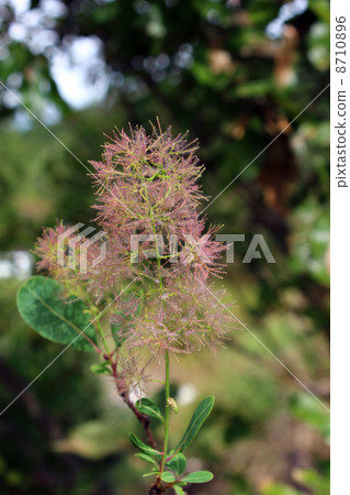 煙樹 煙樹 8710896