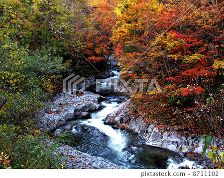 Japanese autumn leaves 8711102