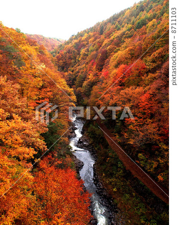 Japanese autumn leaves 8711103