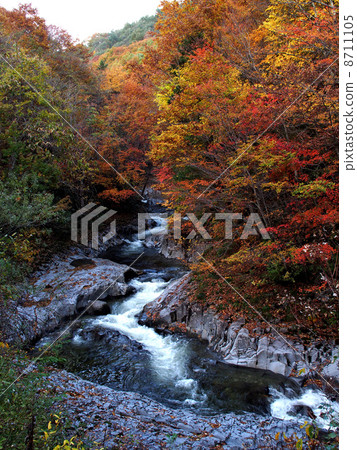 Japanese autumn leaves 8711105
