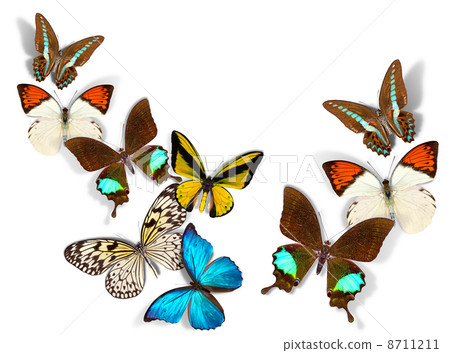 group of butterflies group of butterflies 8711211