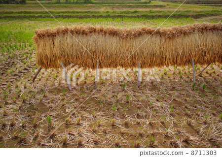 太陽米飯 8711303