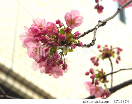 Cherry Blossoms   8711574