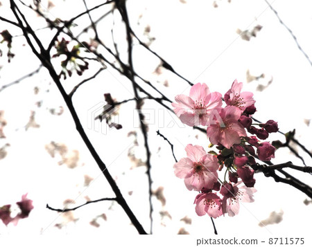 Cherry Blossoms   8711575