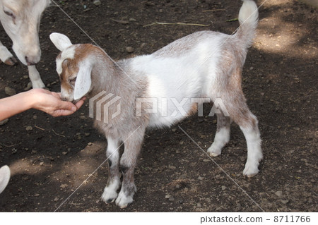 Baby goat 8711766
