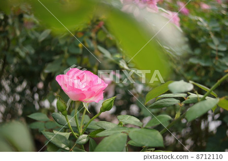 玫瑰 8712110